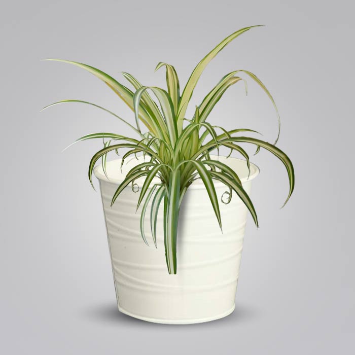 Chlorophytum Comosum Variegatum Indoor Plant in a 13cm Nursery Pot with White Metal Pot