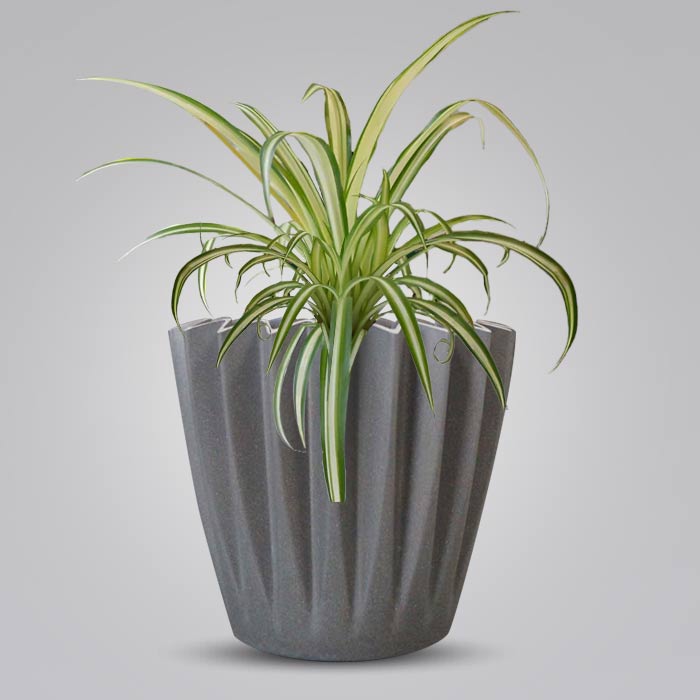 Chlorophytum Comosum Variegatum Indoor Houseplant in a 13cm Nursery Pot with Grey Pot