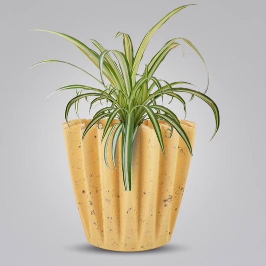 Chlorophytum Comosum Variegatum Indoor House Plant in a 13cm Nursery Pot with Yellow Plant Pot