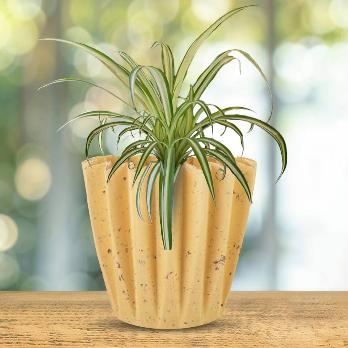 Chlorophytum Comosum Variegatum Indoor House Plant in a 13cm Nursery Pot with Yellow Plant Pot