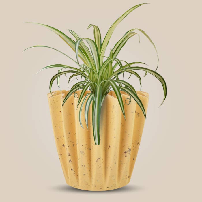 Chlorophytum Comosum Variegatum Indoor House Plant in a 13cm Nursery Pot with Yellow Plant Pot