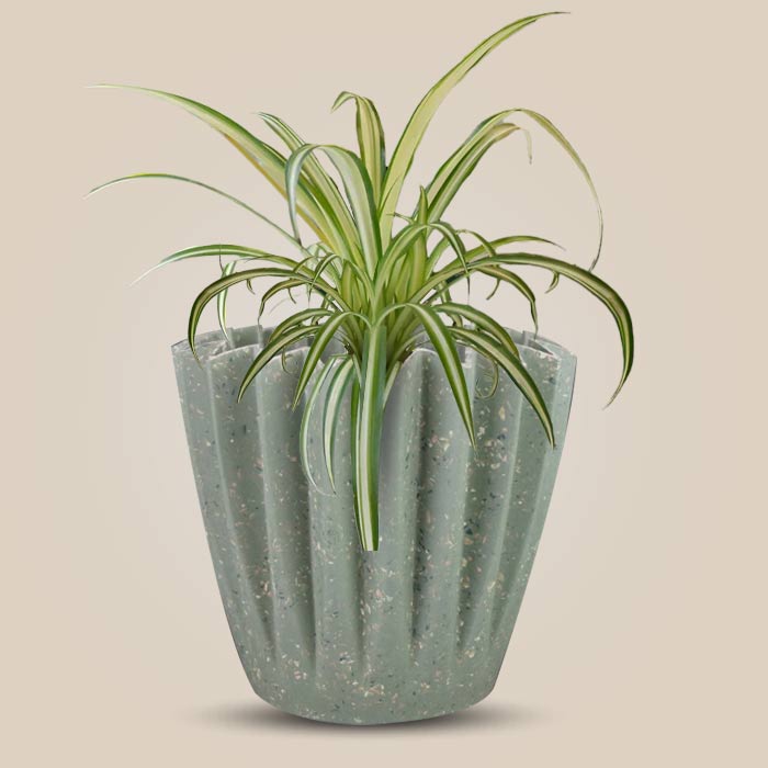 Chlorophytum Comosum Variegatum Houseplant in a 13cm Nursery Pot with Sage Green Pot