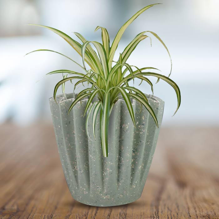 Chlorophytum Comosum Variegatum Houseplant in a 13cm Nursery Pot with Sage Green Pot