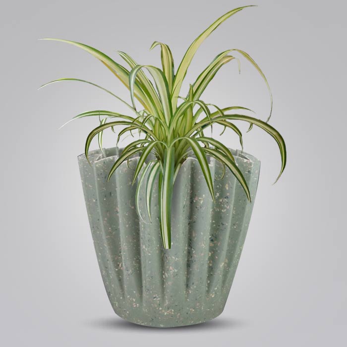 Chlorophytum Comosum Variegatum Houseplant in a 13cm Nursery Pot with Sage Green Pot