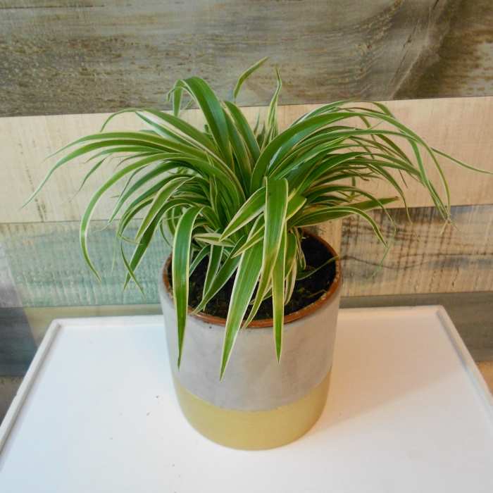 Chlorophytum Laxum Houseplant in a plant pot