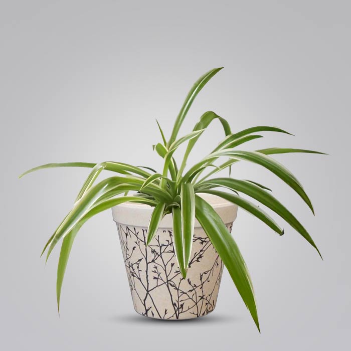 Chlorophytum Laxum Houseplant in a 9cm Nursery Pot with Bamboo Plant Pot