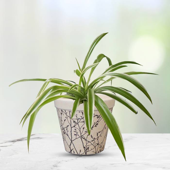 Chlorophytum Laxum Houseplant in a 9cm Nursery Pot with Bamboo Plant Pot