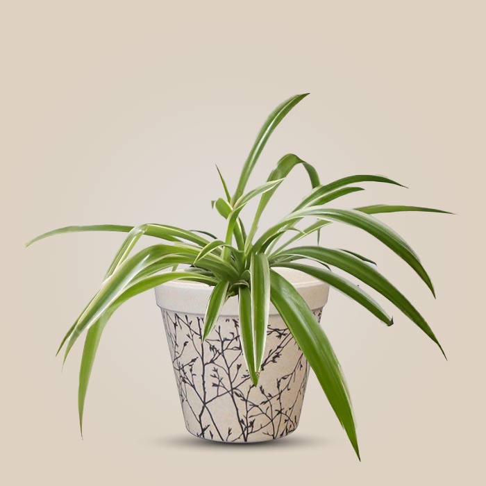 Chlorophytum Laxum Houseplant in a 9cm Nursery Pot with Bamboo Plant Pot