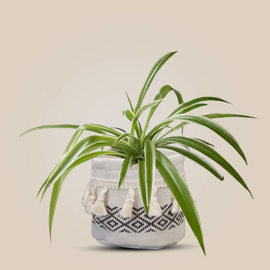 Chlorophytum Laxum House Plant in a 9cm Nursery Pot with Cotton Pot