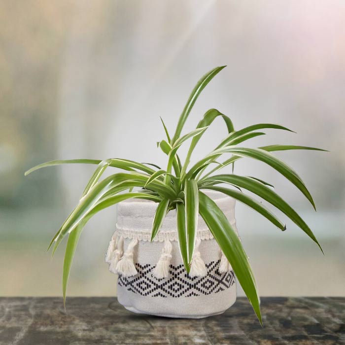 Chlorophytum Laxum House Plant in a 9cm Nursery Pot with Cotton Pot