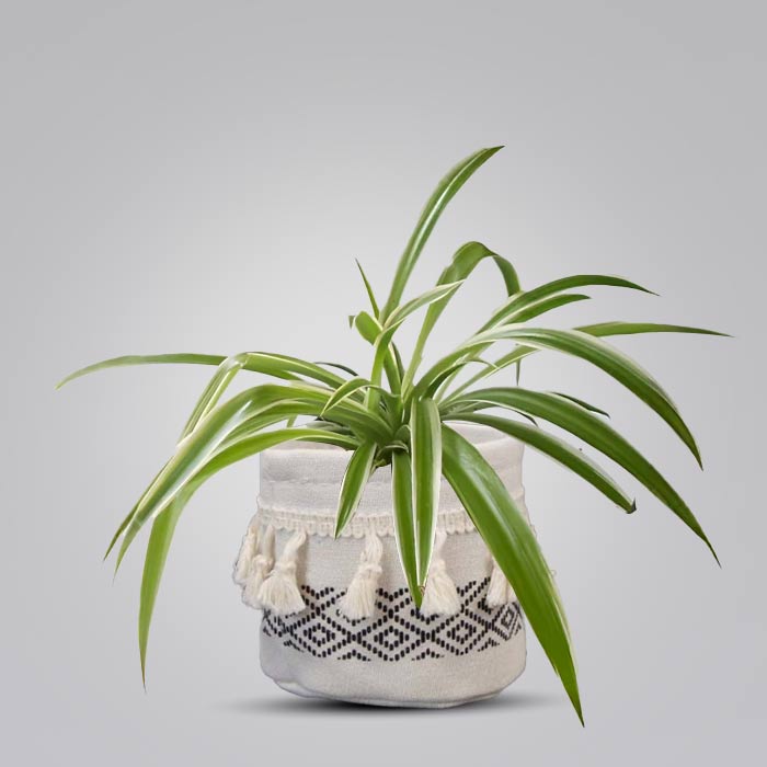 Chlorophytum Laxum House Plant in a 9cm Nursery Pot with Cotton Pot