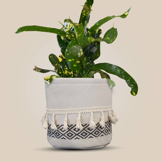 Croton Gold Dust House Plant in a 13cm Nursery Pot with Cotton Pot