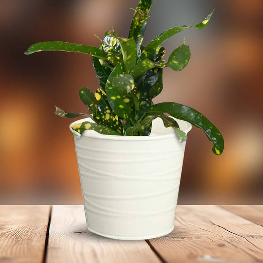 Croton Gold Dust Indoor Plant in a 13cm Nursery Pot with White Metal Pot