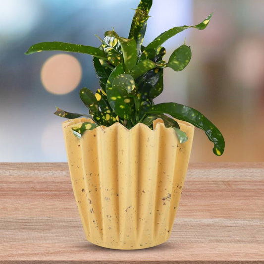 Croton Gold Dust Indoor House Plant in a 13cm Nursery Pot with Yellow Plant Pot