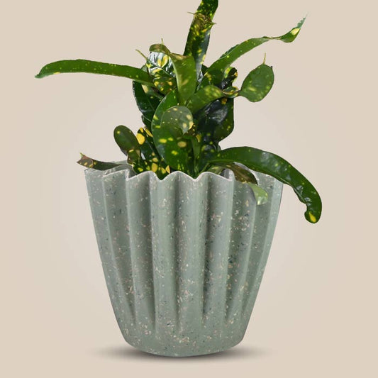 Croton Gold Dust Houseplant in a 13cm Nursery Pot with Sage Green Pot