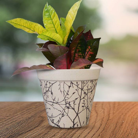 Croton Icetone with Bamboo Plant Pot