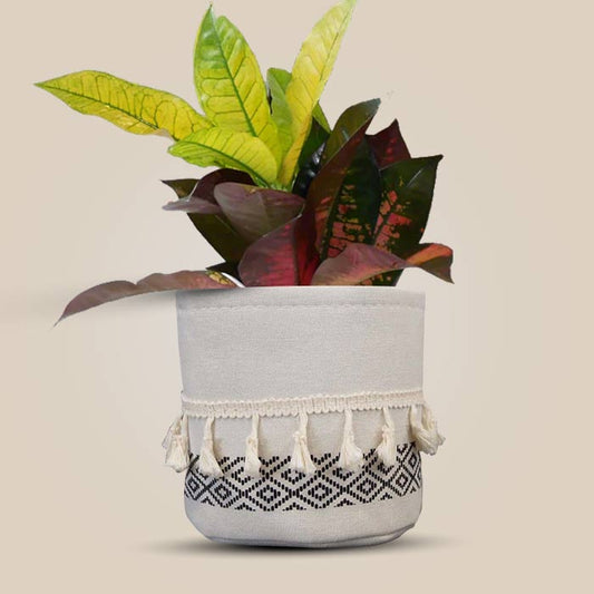 Croton Icetone House Plant in a 13cm Nursery Pot with Cotton Pot