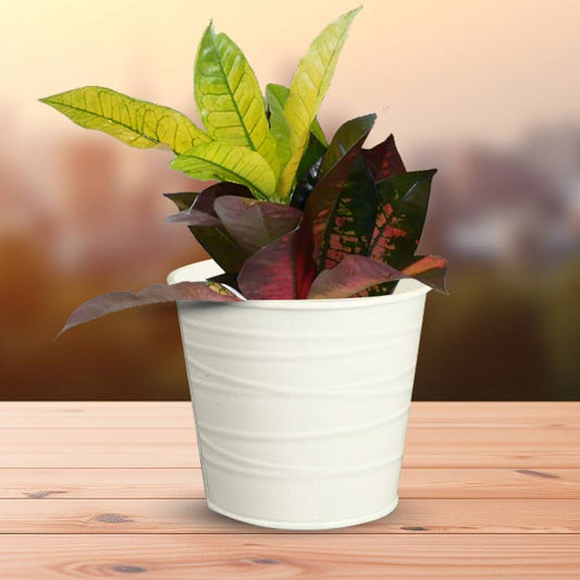 Croton Icetone Indoor Plant in a 13cm Nursery Pot with White Metal Pot