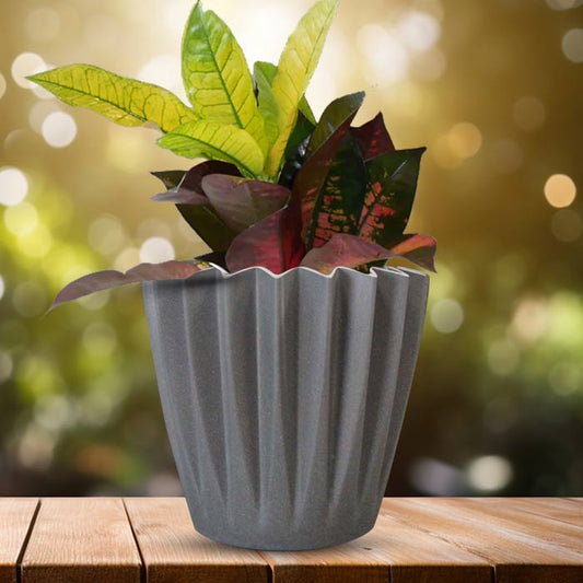 Croton Icetone Indoor Houseplant in a 13cm Nursery Pot with Grey Pot