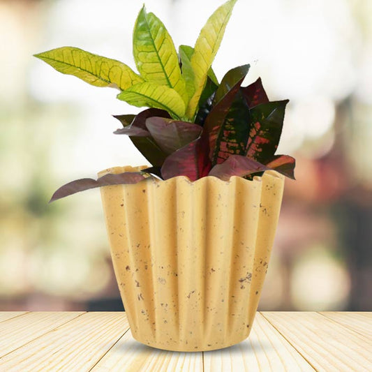 Croton Icetone with Yellow Plant Pot