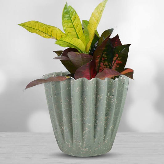 Croton Icetone Houseplant in a 13cm Nursery Pot with Sage Green Pot