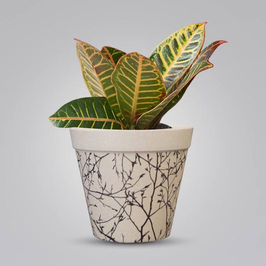 Croton Petra Houseplant in a 13cm Nursery Pot with Bamboo Plant Pot