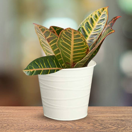 Croton Petra Indoor Plant in a 13cm Nursery Pot with White Metal Pot