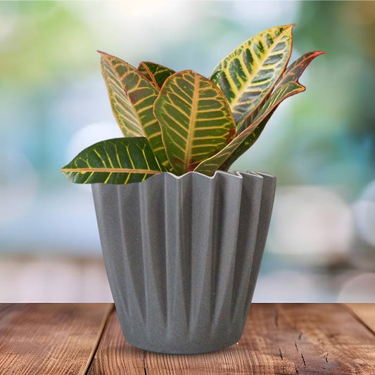 Croton Petra Indoor Houseplant in a 13cm Nursery Pot with Grey Pot