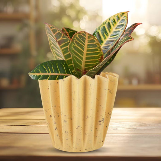 Croton Petra Indoor House Plant in a 13cm Nursery Pot with Yellow Plant Pot