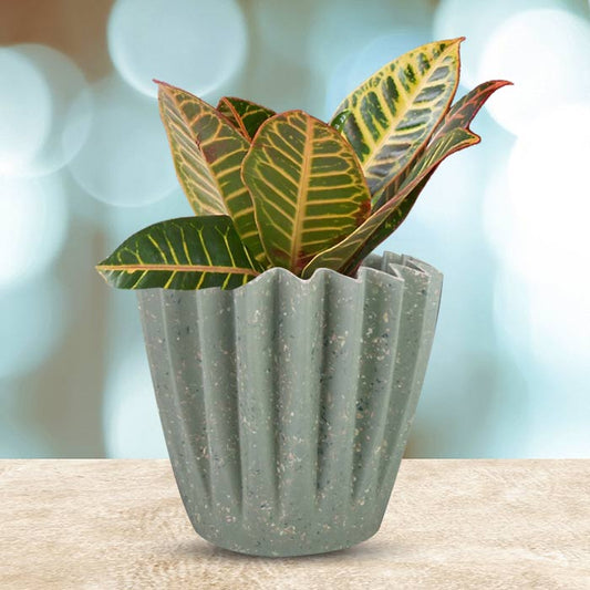 Croton Petra Houseplant in a 13cm Nursery Pot with Sage Green Pot