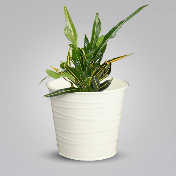 Croton Yellow Banana Indoor Plant in a 13cm Nursery Pot with White Metal Pot