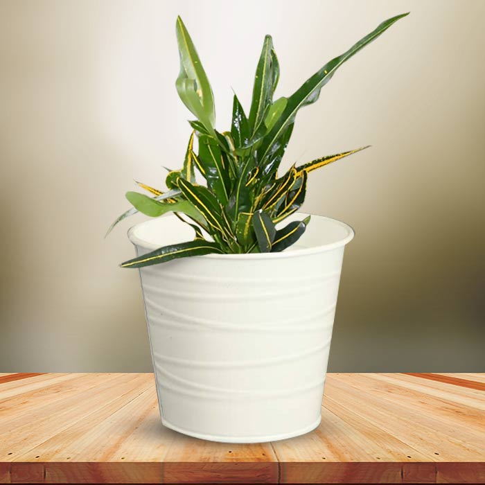 Croton Yellow Banana Indoor Plant in a 13cm Nursery Pot with White Metal Pot