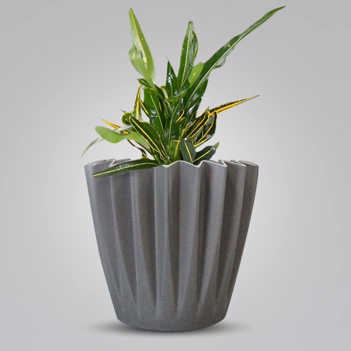 Croton Yellow Banana Indoor Houseplant in a 13cm Nursery Pot with Grey Pot