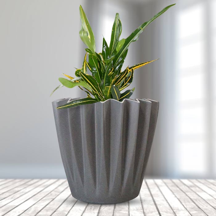 Croton Yellow Banana Indoor Houseplant in a 13cm Nursery Pot with Grey Pot