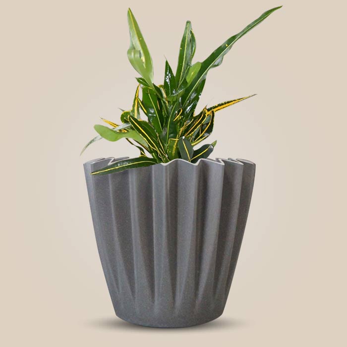 Croton Yellow Banana Indoor Houseplant in a 13cm Nursery Pot with Grey Pot