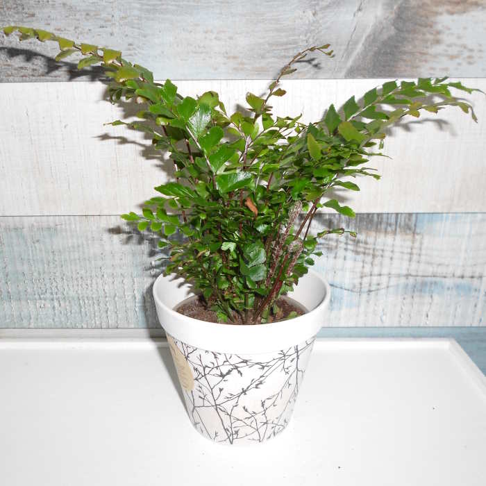 Maidenhair Fern Houseplant (Didymochlaena Truncatula)