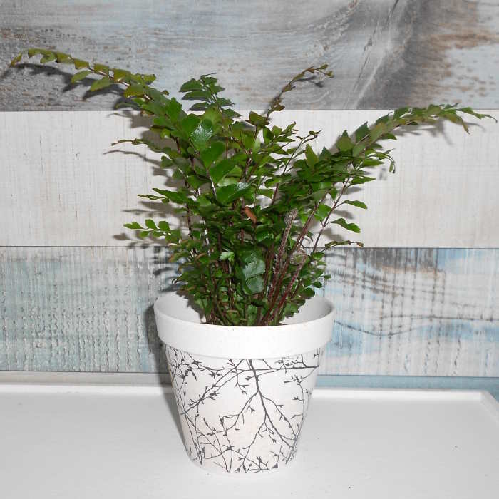 Maidenhair Fern Houseplant Didymochlaena Truncatula in a bamboo pot