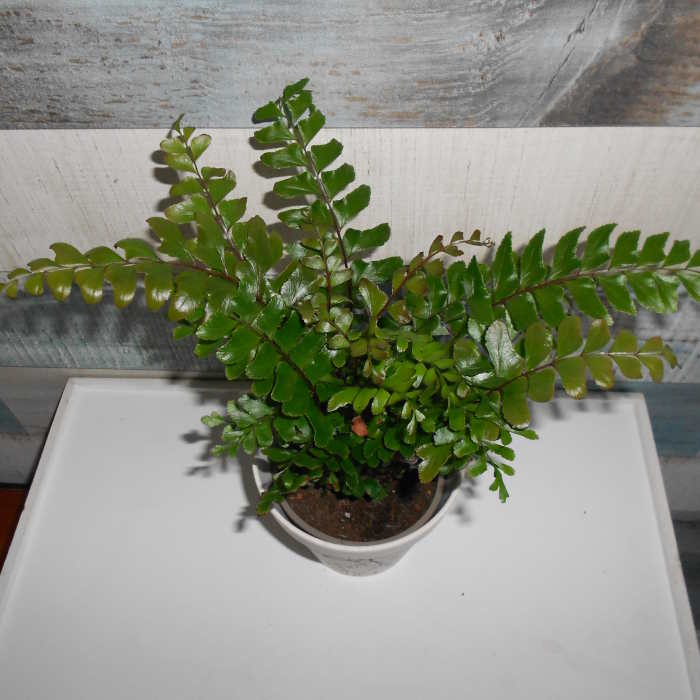 Maidenhair Fern Didymochlaena Truncatula leaves from above