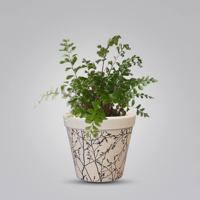 Didymochlaena Truncatula Houseplant in a 9cm Nursery Pot with Bamboo Plant Pot