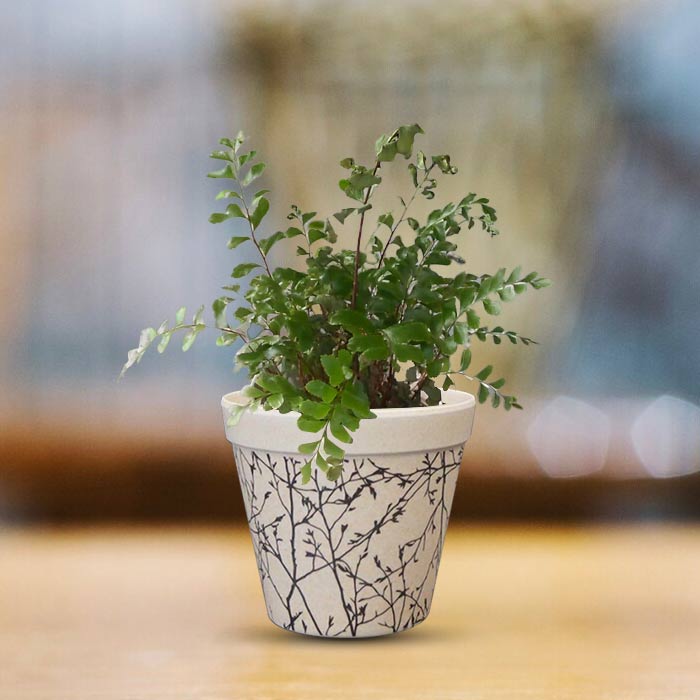 Didymochlaena Truncatula Houseplant in a 9cm Nursery Pot with Bamboo Plant Pot