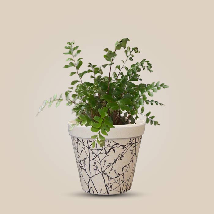 Didymochlaena Truncatula Houseplant in a 9cm Nursery Pot with Bamboo Plant Pot