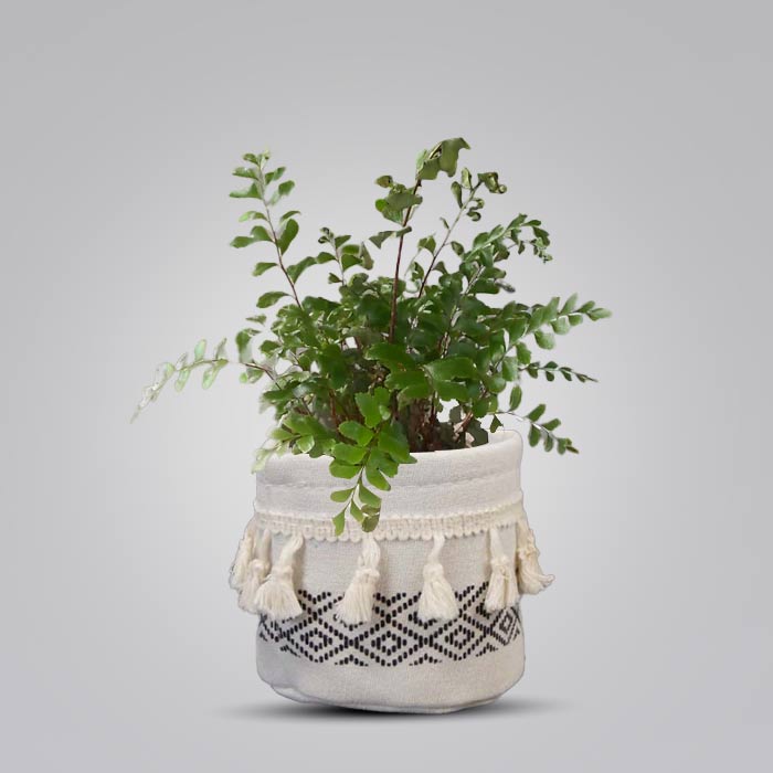 Didymochlaena Truncatula House Plant in a 9cm Nursery Pot with Cotton Pot