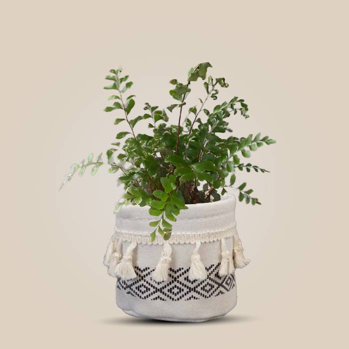 Didymochlaena Truncatula House Plant in a 9cm Nursery Pot with Cotton Pot