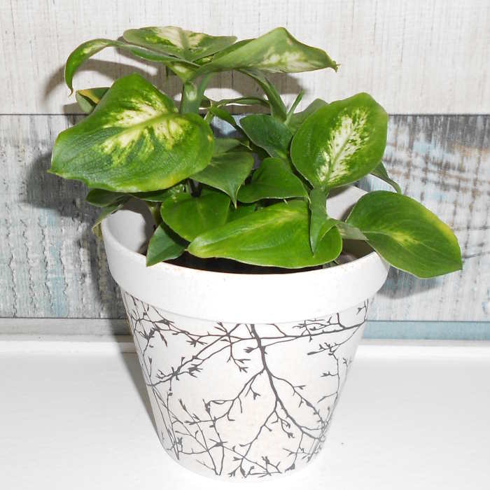 Dumb Cane houseplant in a bamboo pot