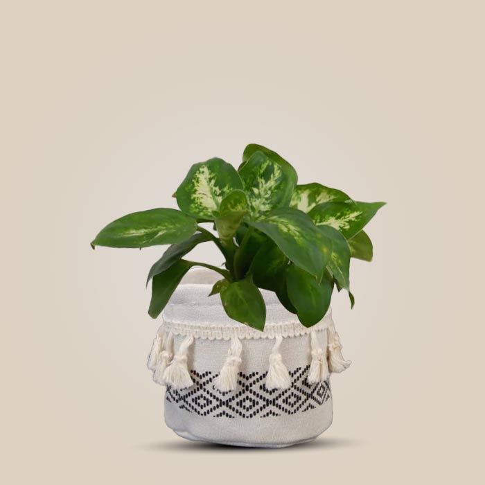 Dieffenbachia Compacta House Plant in a 9cm Nursery Pot with Cotton Pot