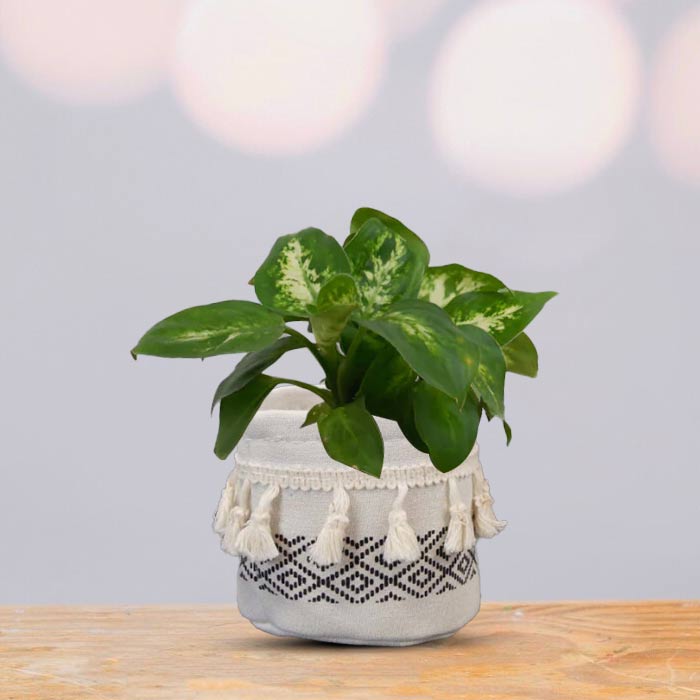 Dieffenbachia Compacta House Plant in a 9cm Nursery Pot with Cotton Pot