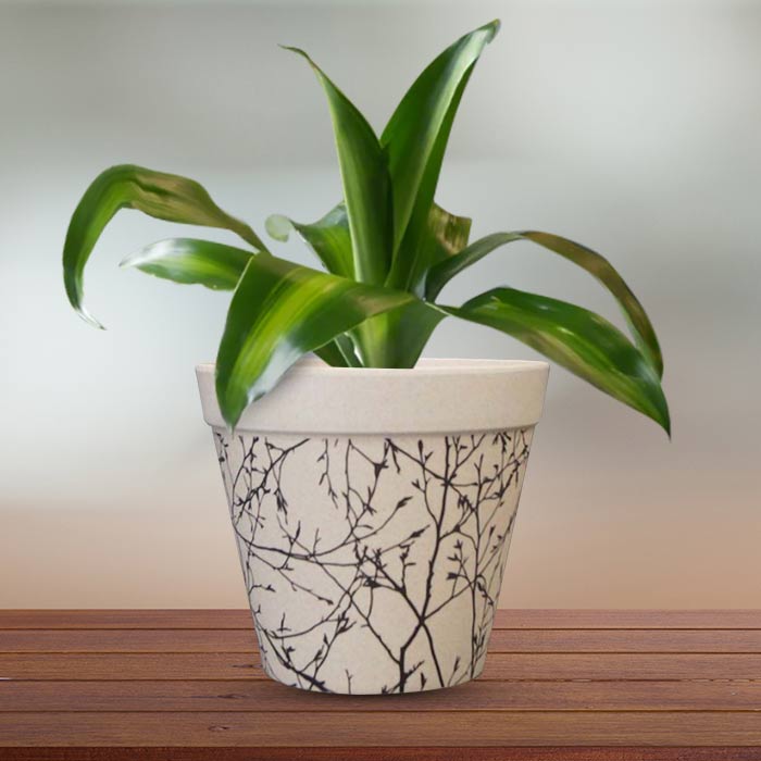 Dracaena Fragrans Massengeana Houseplant in a 13cm Nursery Pot with Bamboo Plant Pot