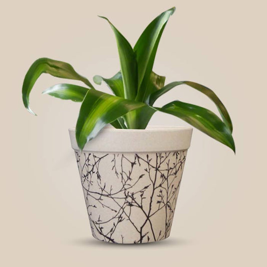 Dracaena Fragrans Massengeana Houseplant in a 13cm Nursery Pot with Bamboo Plant Pot