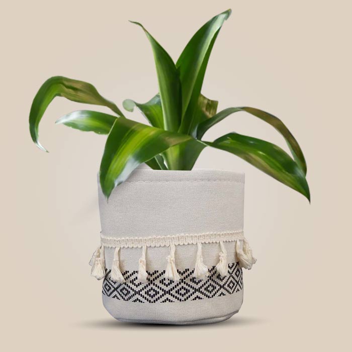 Dracaena Fragrans Massengeana House Plant in a 13cm Nursery Pot with Cotton Pot