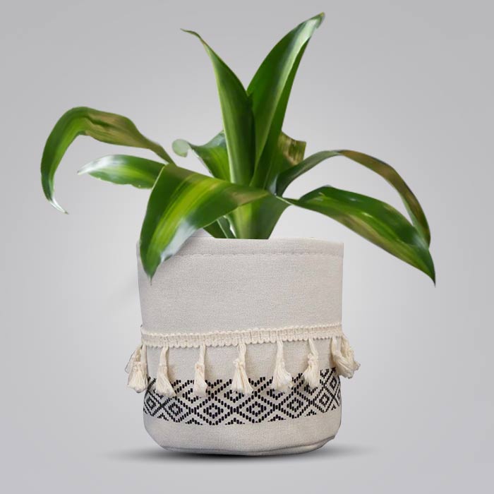 Dracaena Fragrans Massengeana House Plant in a 13cm Nursery Pot with Cotton Pot